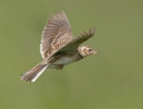 Skylark