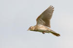 Skylark