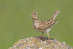 Skylark