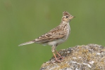 Skylark