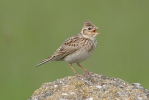 Skylark