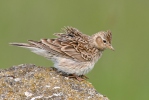 Skylark