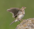 Skylark