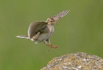 Skylark