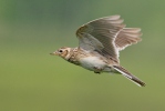 Skylark