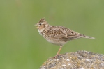 Skylark