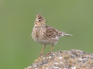 Skylark