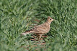 Skylark