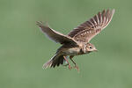 Skylark