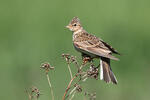 Skylark