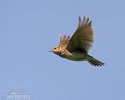 Skylark