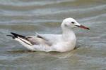 Slender-billed Gull