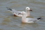 Slender-billed Gull