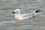 Slender-billed Gull