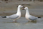 Slender-billed Gull