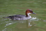 Smew