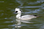 Smew