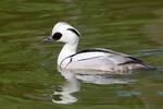 Smew