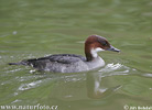 Smew