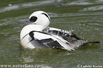 Smew