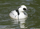 Smew