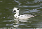 Smew