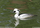 Smew