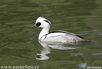 Smew