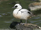 Smew