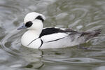 Smew