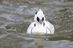 Smew