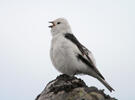 Snow Bunting