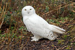 Snowy Owl