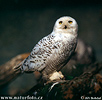 Snowy Owl