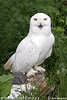 Snowy Owl