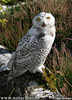 Snowy Owl