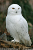 Snowy Owl