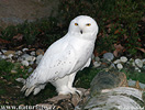 Snowy Owl