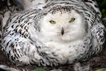 Snowy Owl