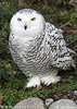 Snowy Owl