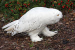 Snowy Owl