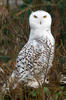 Snowy Owl