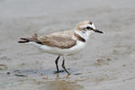 Snowy Plover