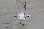 Snowy Plover