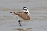 Snowy Plover