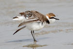 Snowy Plover