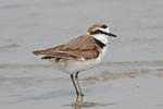 Snowy Plover