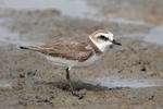 Snowy Plover