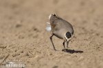 Sociable Lapwing