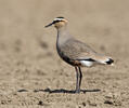 Sociable Lapwing